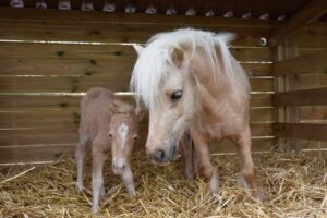 chevaux