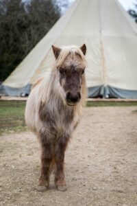 Visites au Tiny Ranch à Étupes - Doubs