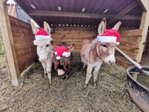 Journées à thème au Tiny Ranch, à Étupes (25)